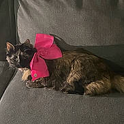 Buffy is registered to the contest to win money with this photo: cat, tortoiseshell_cat, pink_bow, couch, indoor, pet, feline, fur, resting, cute, animal, domestic_cat, cozy, texture, side_view, whiskers, relaxed, eyes, shadow, comfort