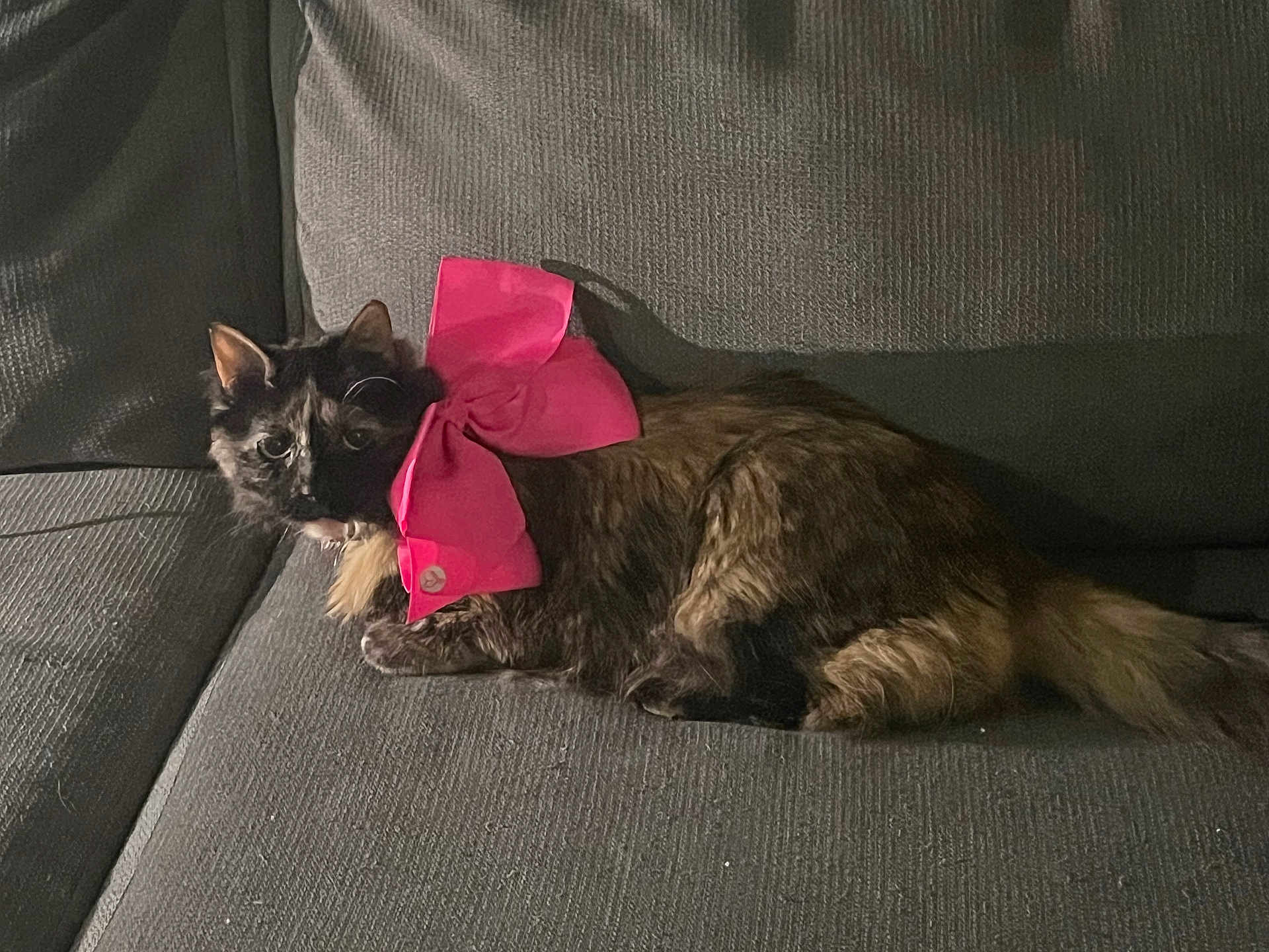 Buffy is registered to the contest to win money with this photo: cat, tortoiseshell_cat, pink_bow, couch, indoor, pet, feline, fur, resting, cute, animal, domestic_cat, cozy, texture, side_view, whiskers, relaxed, eyes, shadow, comfort