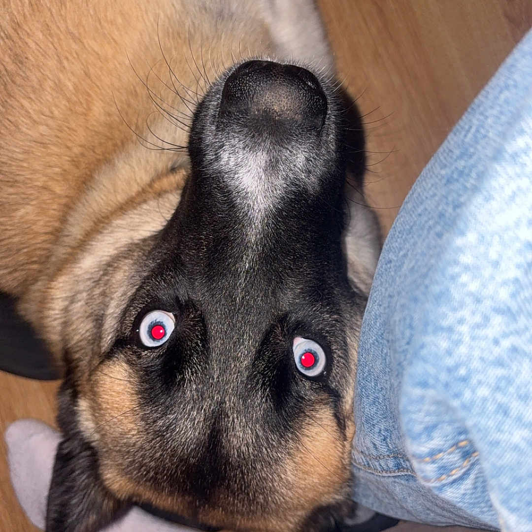 Soka participe au concours pour gagner de l'argent avec cette photo : animal, canine, casual, close_up, companion, curious, dog, floor, foot, fur, german_shepherd, home, indoor, jeans, pet, red_eye, snout, sock, whiskers, wooden_floor