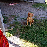 Tank joined the competition — help win amazing prizes! animal, attentive, boat_trailer, brown_dog, building, chain, daylight, dog, fence, garage, grass, gravel, nature, outdoor, pet_bowls, shadow, sitting, sunlight, vehicle_part, yard