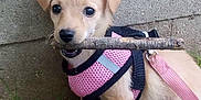 Lola is registered to the contest to win money with this photo: puppy, dog, pink_harness, stick, grass, concrete_wall, outdoor, pet, animal, canine, cute, leash, young_dog, playful, small_dog, nature, fur, muzzle, ears, eyes