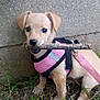 puppy, dog, pink_harness, stick, grass, concrete_wall, outdoor, pet, animal, canine, cute, leash, young_dog, playful, small_dog, nature, fur, muzzle, ears, eyes