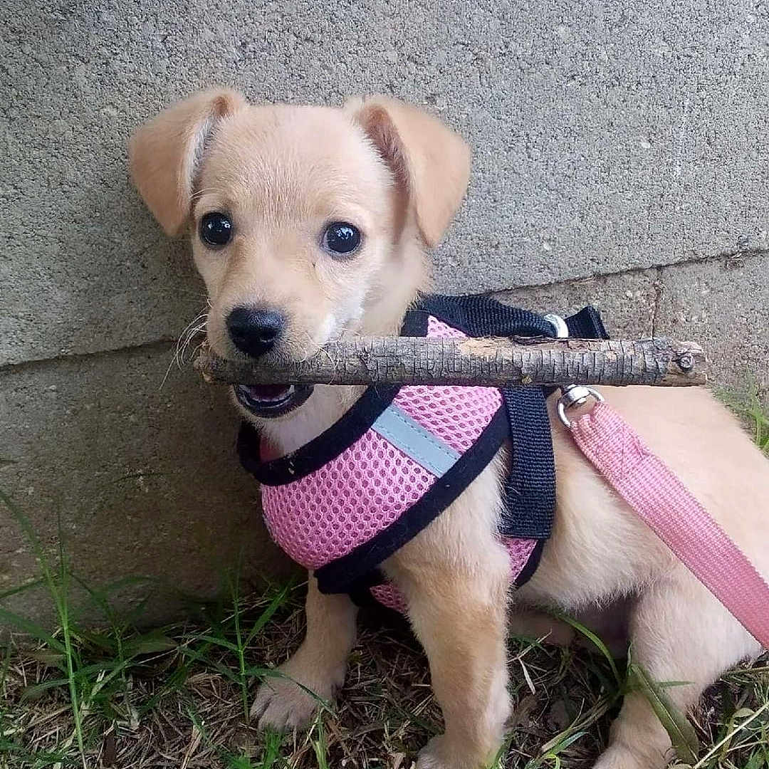 Lola is registered to the contest to win money with this photo: animal, canine, concrete_wall, cute, dog, ears, eyes, fur, grass, leash, muzzle, nature, outdoor, pet, pink_harness, playful, puppy, small_dog, stick, young_dog