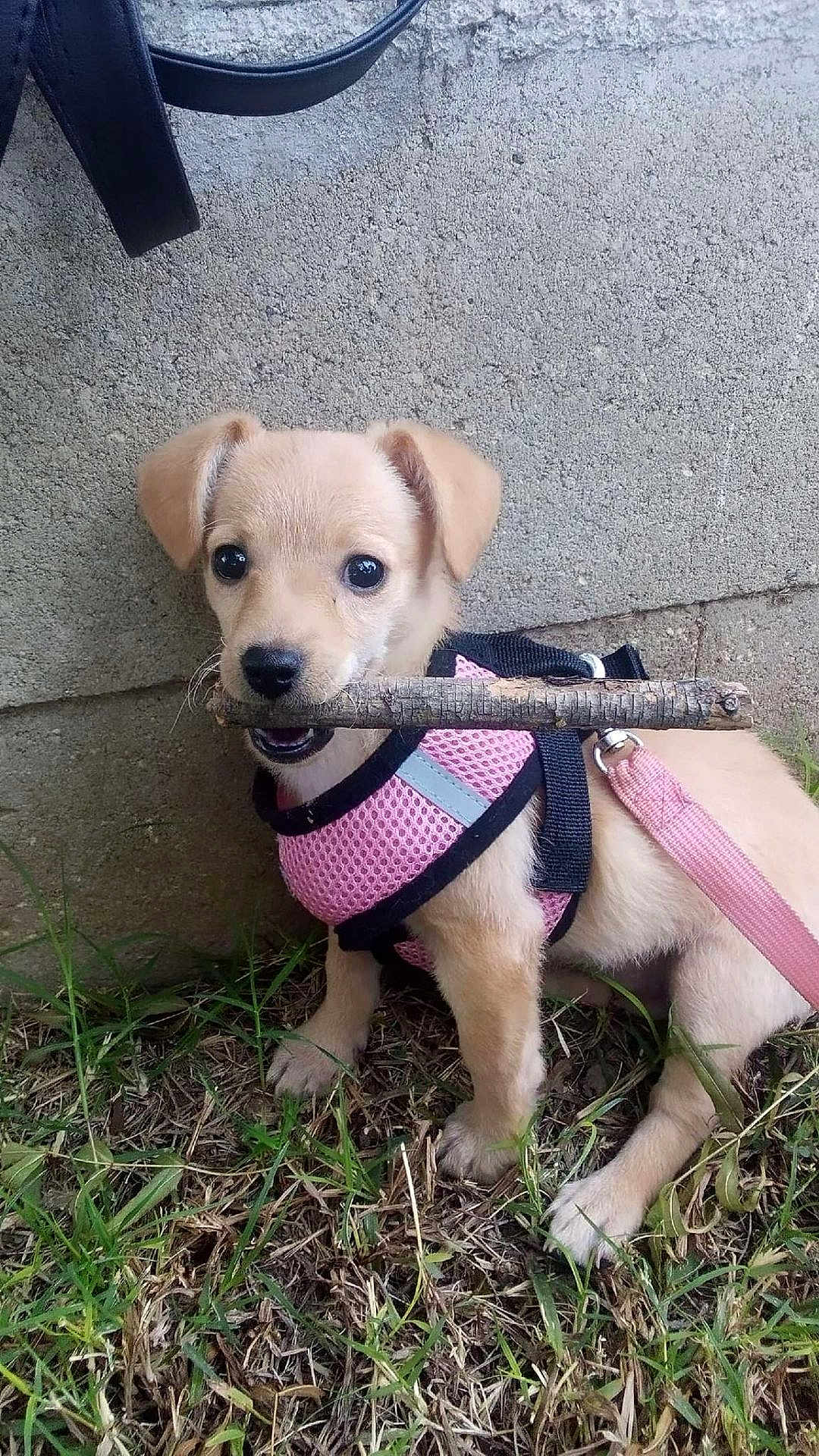 Lola is registered to the contest to win money with this photo: puppy, dog, pink_harness, stick, grass, concrete_wall, outdoor, pet, animal, canine, cute, leash, young_dog, playful, small_dog, nature, fur, muzzle, ears, eyes