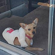 Lola is registered to the contest to win money with this photo: dog, small_dog, pet, indoor, carpet, glass_door, jacket, cozy, furniture, sofa, legs, relaxed, looking, brown_fur, collar, home, animal, companion, cute, resting