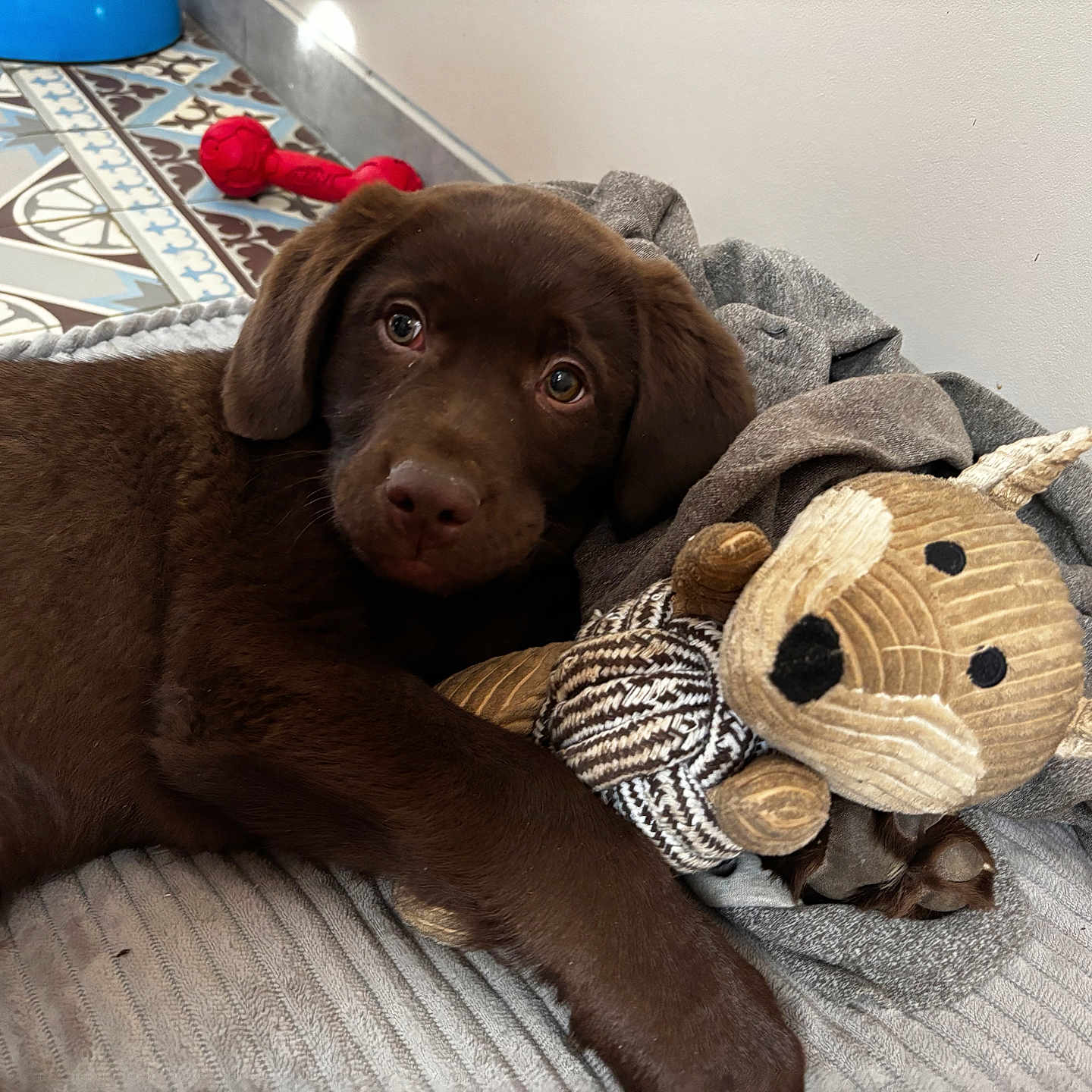 Vasco participe au concours pour gagner de l'argent avec cette photo : animal, blanket, bulldog, canine, couch, cushion, dog, furniture, homedecor, hound, labradorretriever, linen, pet, plush, pointer, puppy, teddybear, terrier, toy, wood