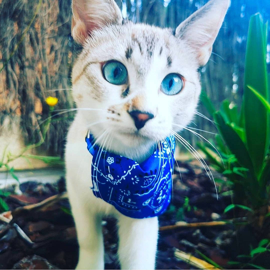 Ivy participe au concours pour gagner de l'argent avec cette photo : art, blue, carnivore, cat, domestic_short_haired_cat, electric_blue, eye, fawn, felidae, fur, grass, organism, pattern, plant, small_to_medium_sized_cats, snout, tail, tree, whiskers, wildlife