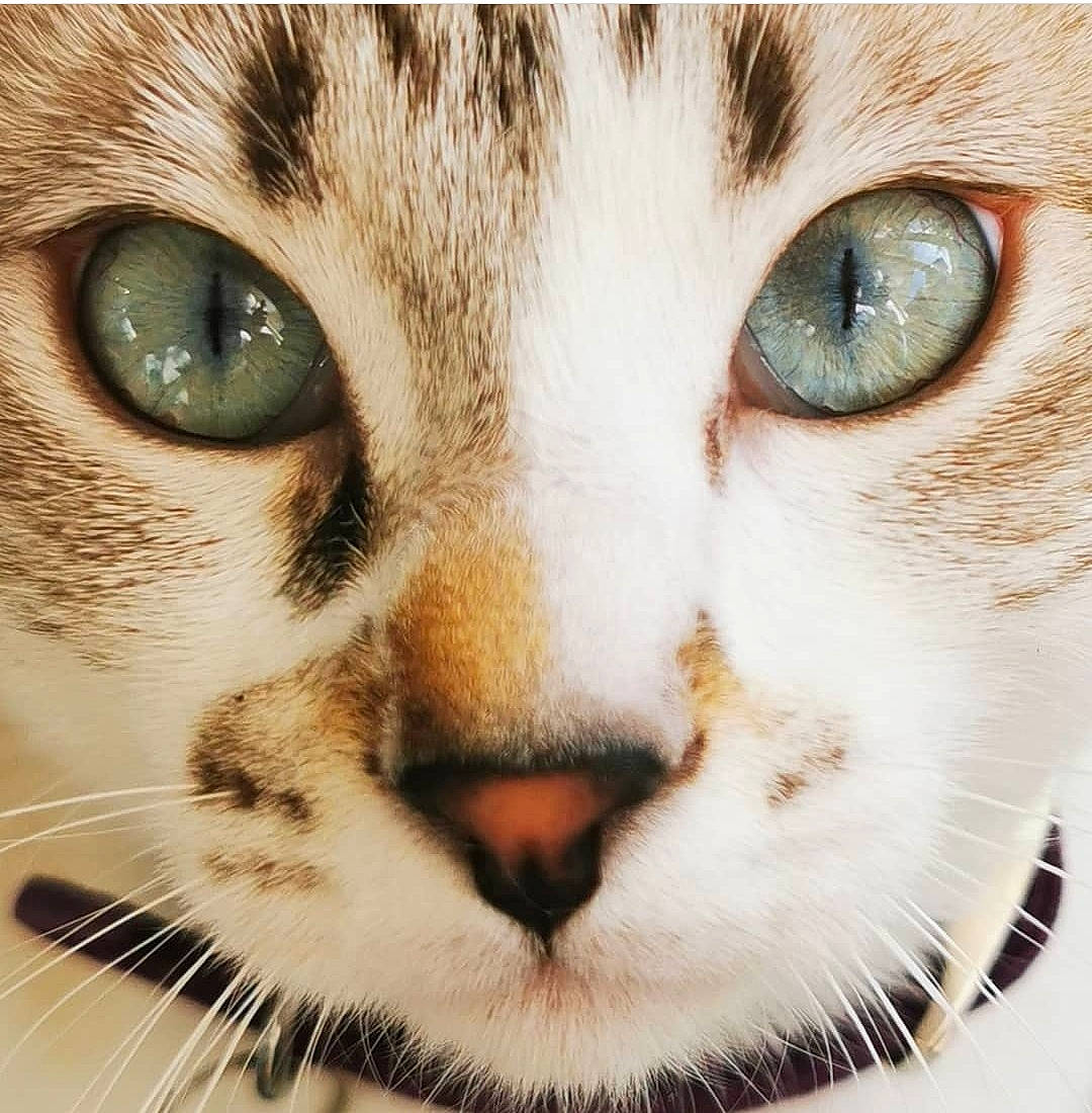 Ivy a rejoint le concours — aidez-le/la à gagner de superbes lots ! carnivore, cat, close_up, curious, domestic_short_haired_cat, ear, eyelash, felidae, fur, iris, macro_photography, mammal, photography, small_to_medium_sized_cats, snout, terrestrial_animal, vertebrate, whiskers, wildlife