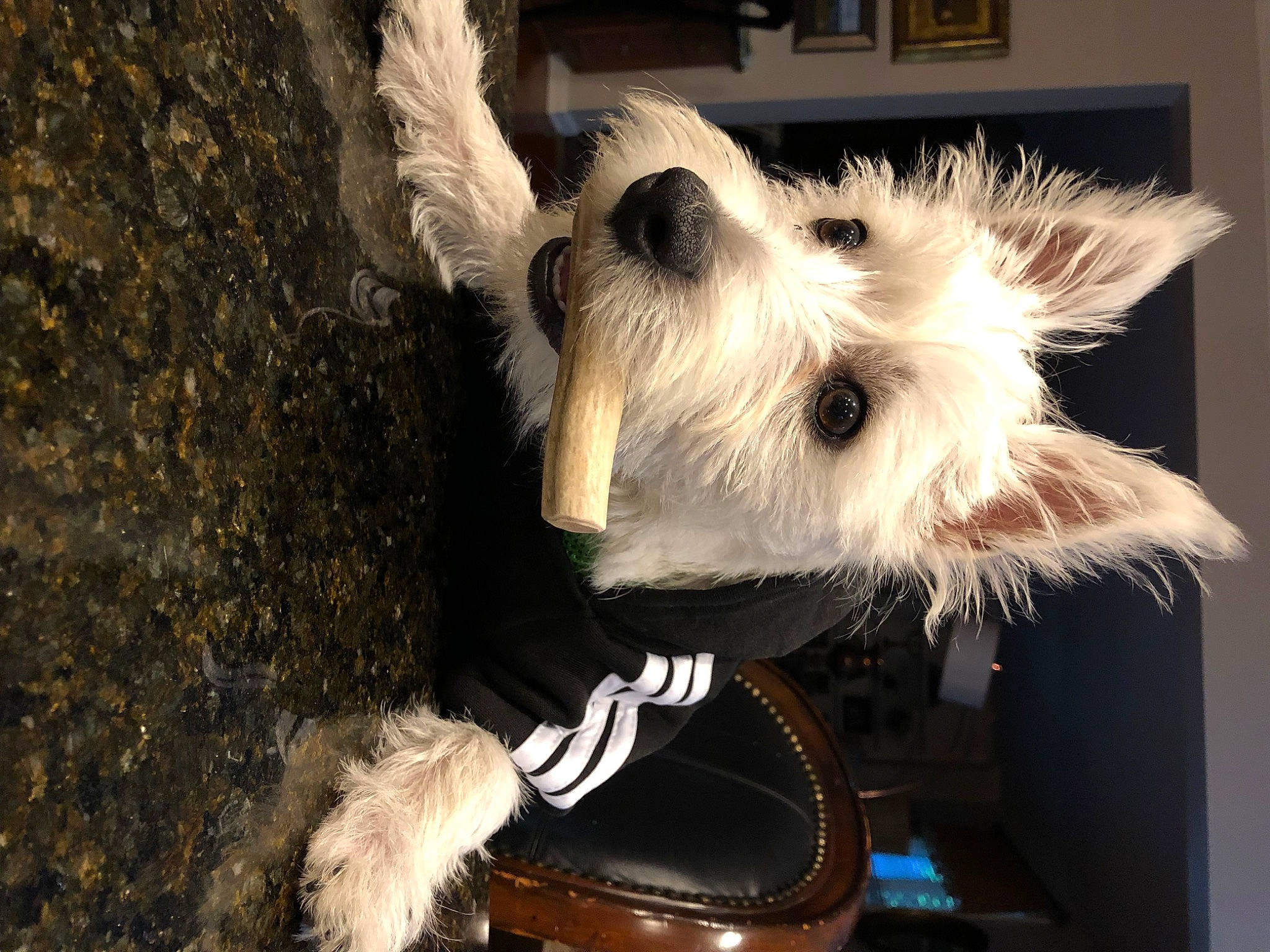 Austin is registered to the contest to win money with this photo: canidae, carnivore, companion_dog, dog, dog_breed, fur, irish_soft_coated_wheaten_terrier, mammal, miniature_schnauzer, petit_basset_griffon_vendeen, puppy, rare_breed_dog, schnoodle, sealyham_terrier, sporting_lucas_terrier, terrier, tibetan_terrier, toy_dog, west_highland_white_terrier