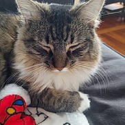 Coady Murphy is registered to the contest to win money with this photo: cat, tabby, fluffy, resting, closed_eyes, blanket, colorful, red, yellow, white, couch, furniture, indoor, cozy, pet, animal, whiskers, fur, relaxed, closeup