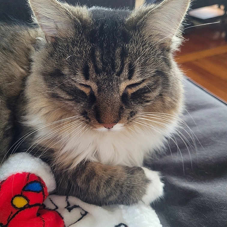 Coady Murphy is registered to the contest to win money with this photo: animal, blanket, cat, closed_eyes, closeup, colorful, couch, cozy, fluffy, fur, furniture, indoor, pet, red, relaxed, resting, tabby, whiskers, white, yellow