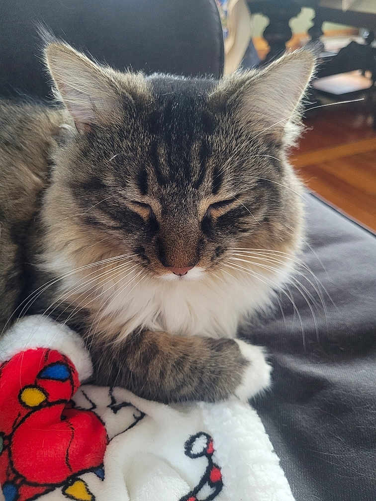 Coady Murphy is registered to the contest to win money with this photo: cat, tabby, fluffy, resting, closed_eyes, blanket, colorful, red, yellow, white, couch, furniture, indoor, cozy, pet, animal, whiskers, fur, relaxed, closeup