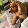 Kyara is registered to the contest to win money with this photo: animal, blurred_background, canine, closeup, companion, cozy, dog, domestic, fur, furniture, golden_retriever, indoor, living_room, pet, portrait, quilted_blanket, relaxed, resting, side_view, soft_light
