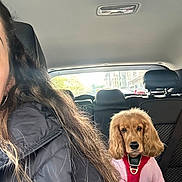 Kyara is registered to the contest to win money with this photo: backseat, canine, car_interior, dog, domestic_animal, golden_brown, harness, indoor, jacket, leisure, long_hair, partial_person, pet, pink_clothing, portrait, seat, sunlight, travel, vehicle, window