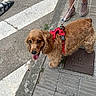 Kyara joined the competition — help win amazing prizes! animal, brown_dog, canine, daytime, dog, footwear, happy_dog, leash, outdoor, pavement, person, pet, pink_sneakers, red_harness, sidewalk, street, tongue_out, urban, walking, white_shoe