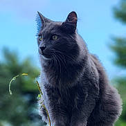 Phoenix joined the competition — help win amazing prizes! animal, blue_sky, cat, closeup, curious, ears, eyes, fence, fur, gray_cat, greenery, nature, outdoor, perched, pet, plant, sky, vine, whiskers, wooden_fence