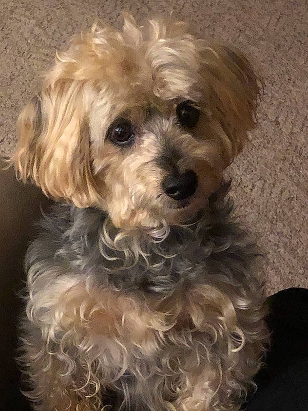 Gunny is registered to the contest to win money with this photo: bolonka, canidae, carnivore, cockapoo, companion_dog, dog, dog_breed, dutch_smoushond, glen_of_imaal_terrier, havanese, maltepoo, mammal, miniature_poodle, morkie, poodle_crossbreed, schnoodle, sporting_lucas_terrier, terrier, toy_poodle, vertebrate