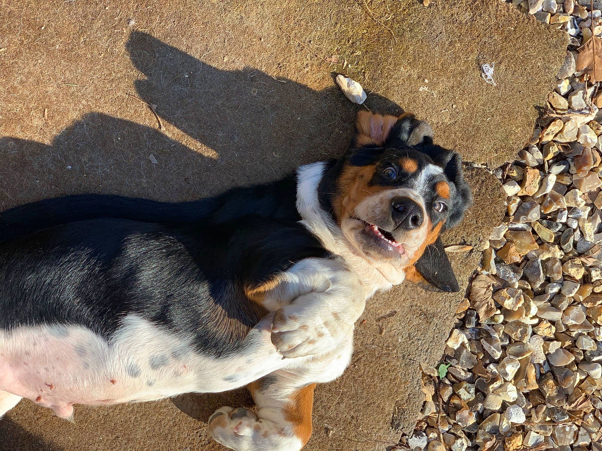 Oops a rejoint le concours — aidez-le/la à gagner de superbes lots ! canidae, carnivore, dog, dog_breed, entlebucher_mountain_dog, fawn, mammal, puppy, snout, tail, vertebrate