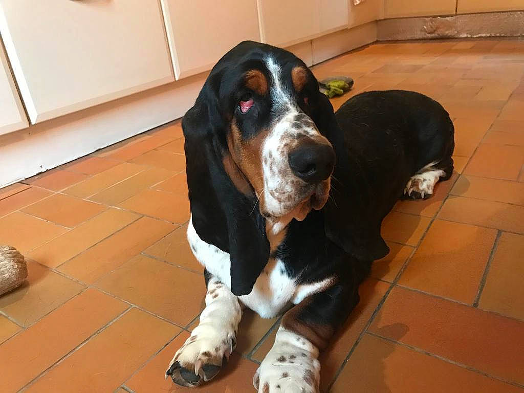 Oops a rejoint le concours — aidez-le/la à gagner de superbes lots ! artois_hound, basset_artesien_normand, basset_bleu_de_gascogne, basset_hound, canidae, carnivore, coonhound, dog, dog_breed, gascon_saintongeois, hound, mammal, rare_breed_dog, scent_hound, schweizer_laufhund, snout, sporting_group, vertebrate