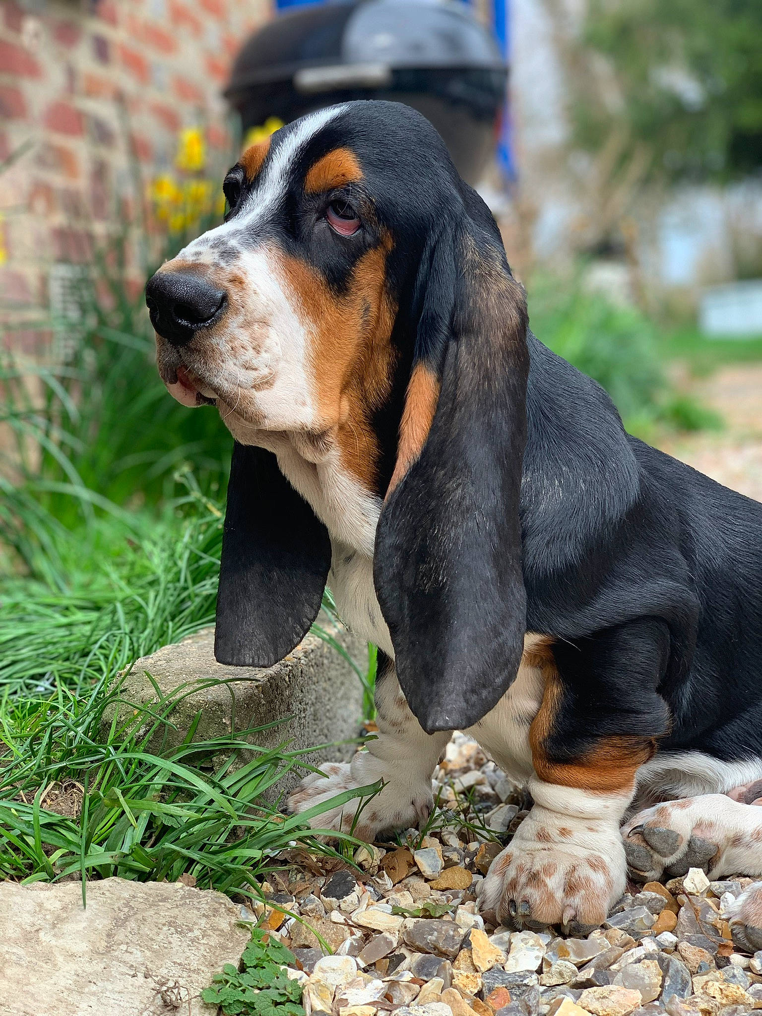 Oops participe au concours pour gagner de l'argent avec cette photo : basset_artesien_normand, basset_bleu_de_gascogne, basset_hound, canidae, carnivore, dog, dog_breed, finnish_hound, hound, mammal, rare_breed_dog, scent_hound, schweizer_laufhund, serbian_tricolour_hound, snout, vertebrate