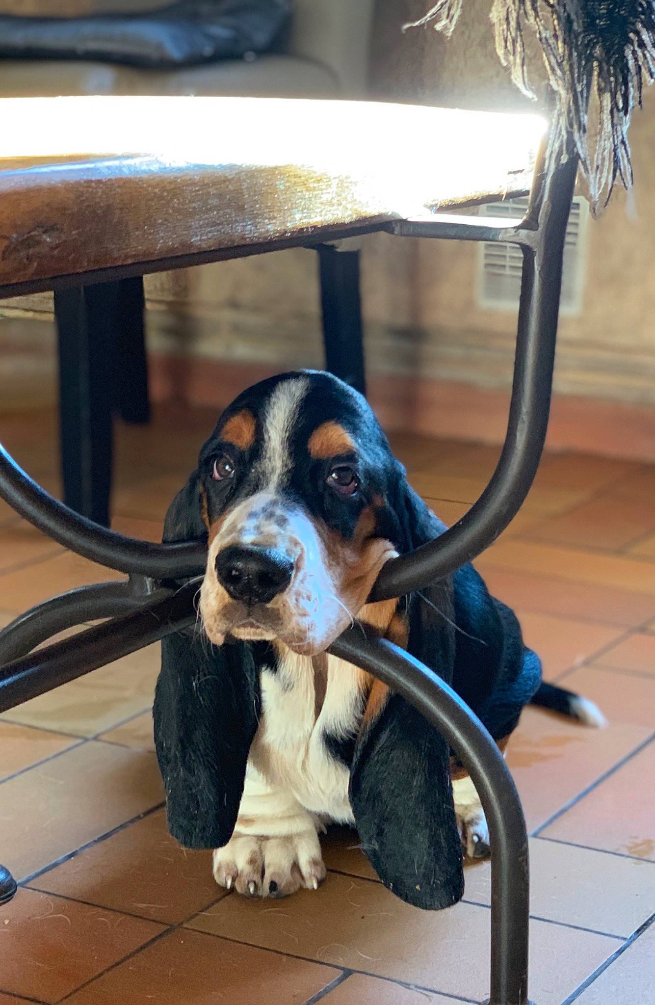 Oops a rejoint le concours — aidez-le/la à gagner de superbes lots ! basset_artesien_normand, basset_bleu_de_gascogne, basset_hound, bluetick_coonhound, canidae, carnivore, coonhound, dog, dog_breed, finnish_hound, greater_swiss_mountain_dog, hound, mammal, rare_breed_dog, scent_hound, schweizer_laufhund, snout, sporting_group, treeing_walker_coonhound, vertebrate