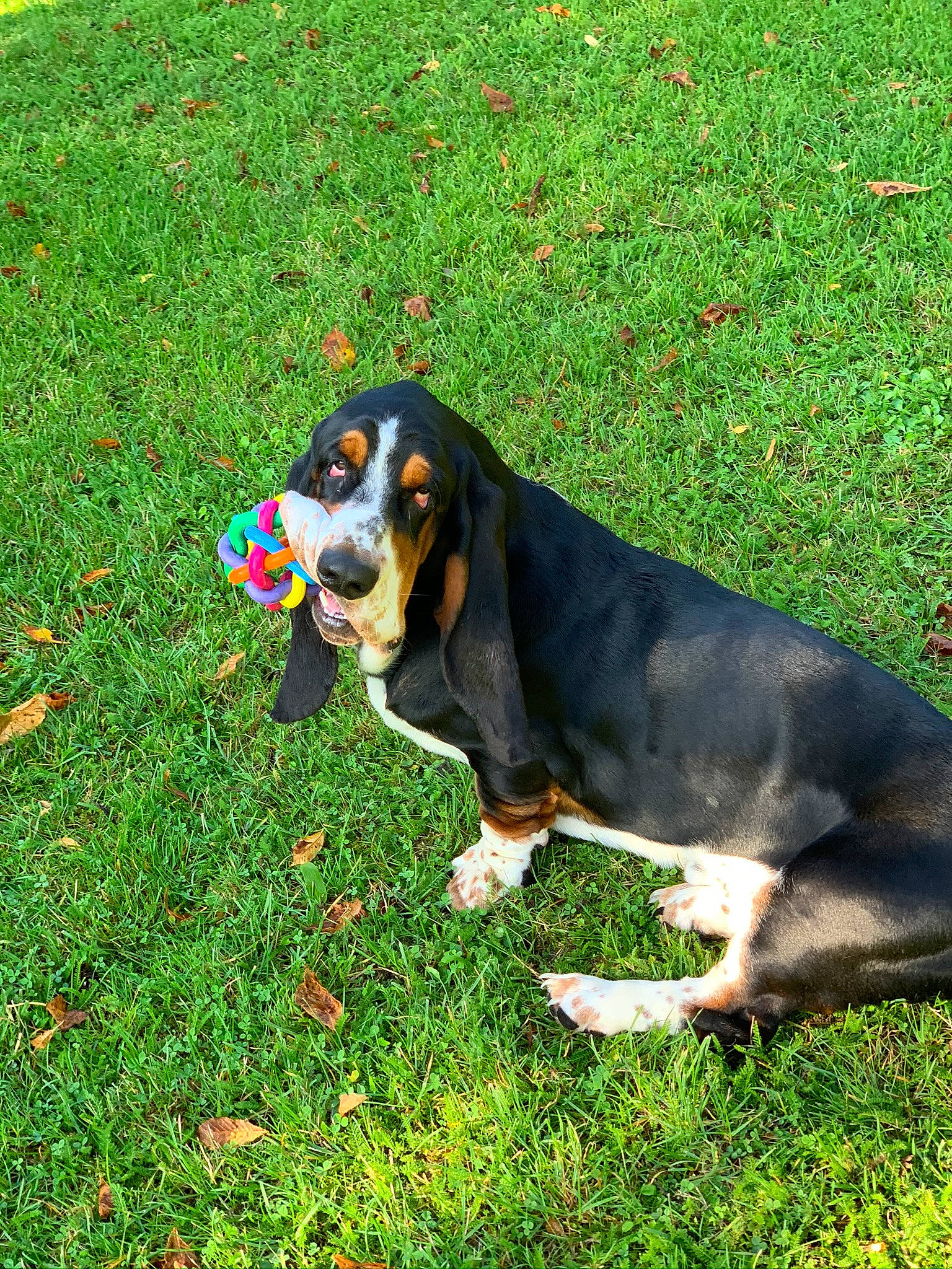 Oops a rejoint le concours — aidez-le/la à gagner de superbes lots ! basset_artesien_normand, basset_bleu_de_gascogne, basset_hound, bruno_jura_hound, canidae, carnivore, dog, dog_breed, entlebucher_mountain_dog, finnish_hound, grass, hound, hunting_dog, mammal, plant, rare_breed_dog, schweizer_laufhund, transylvanian_hound, vertebrate