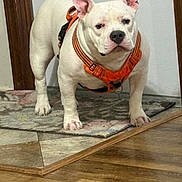Diesel is registered to the contest to win money with this photo: dog, white_dog, indoor, floor, rug, harness, pet, canine, animal, standing, serious_expression, ears_up, wooden_floor, tile_floor, home_interior, domestic, companion, mammal, cute, alert