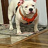 dog, white_dog, indoor, floor, rug, harness, pet, canine, animal, standing, serious_expression, ears_up, wooden_floor, tile_floor, home_interior, domestic, companion, mammal, cute, alert
