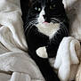 cat, black_and_white, blanket, cozy, indoor, pet, fur, whiskers, sleepy, cute, domestic_animal, relaxed, paw, soft, resting, feline, comfort, green_eyes, animal, warm