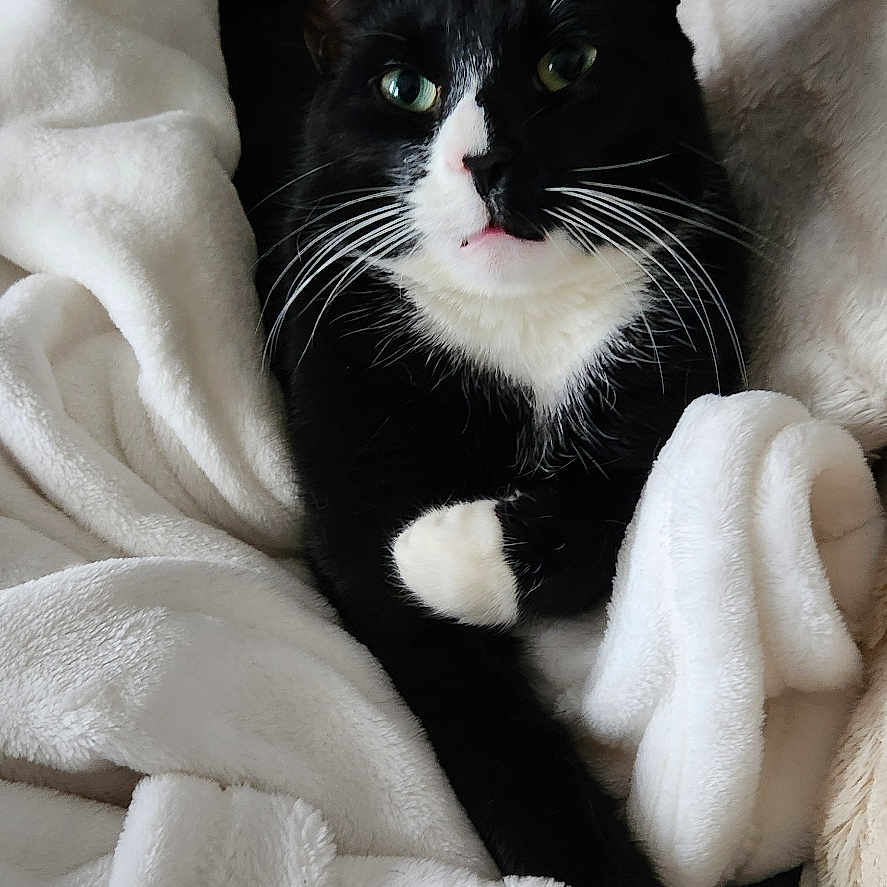 Salem is registered to the contest to win money with this photo: animal, black_and_white, blanket, cat, comfort, cozy, cute, domestic_animal, feline, fur, green_eyes, indoor, paw, pet, relaxed, resting, sleepy, soft, warm, whiskers