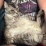 Shadow joined the competition — help win amazing prizes! cat, animal, pet, feline, fluffy, gray, white, fur, relaxed, lap, person, sitting, metallica_tshirt, indoor, closeup, domestic, cute, whiskers, ears, claws