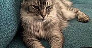 Shadow is registered to the contest to win money with this photo: cat, tabby, grey_cat, pet, feline, indoor, couch, furniture, relaxed, stretching, fur, paw, animal, mammal, home, cozy, resting, calm, teal, texture