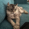 cat, tabby, grey_cat, pet, feline, indoor, couch, furniture, relaxed, stretching, fur, paw, animal, mammal, home, cozy, resting, calm, teal, texture