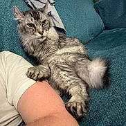 Shadow joined the competition — help win amazing prizes! cat, tabby_cat, gray_cat, feline, pet, indoor, couch, sofa, person, arm, white_shirt, relaxed, fluffy, paw, fur, teal, resting, companionship, cozy, domestic