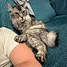 cat, tabby_cat, gray_cat, feline, pet, indoor, couch, sofa, person, arm, white_shirt, relaxed, fluffy, paw, fur, teal, resting, companionship, cozy, domestic