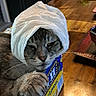 Shadow is registered to the contest to win money with this photo: cat, animal, pet, box, paper_towel, kitchen, table, food_container, snack_box, domestic, feline, fur, whiskers, indoor, household, refrigerator, countertop, wood, closeup, funny