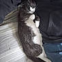 cat, sleeping, gray_and_white, bed, striped_sheet, relaxed, indoor, feline, resting, pet, cozy, domestic_animal, fur, whiskers, paw, human_clothing, jeans, dark_clothing, comfort, napping