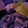 Squeaky joined the competition — help win amazing prizes! cat, sleeping, person, legs, bed, blanket, indoor, relaxation, feline, fur, comfort, rest, home, purple_lighting, pajamas, stretching, animal, pet, cozy, casual