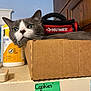 Squeaky joined the competition — help win amazing prizes! cat, gray_cat, white_cat, cardboard_box, kitchen_counter, disinfecting_wipes, tool_bag, husky, green_sticky_note, handwritten_note, indoor, pet, relaxed, curious, feline, face, whiskers, container, wooden_cabinet, closeup