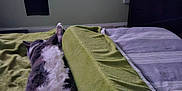 Squeaky joined the competition — help win amazing prizes! cat, bed, blanket, stretching, relaxing, indoor, feline, sleeping, fur, paws, cozy, home, towel, resting, animal, pet, comfortable, laying_down, domestic, cute