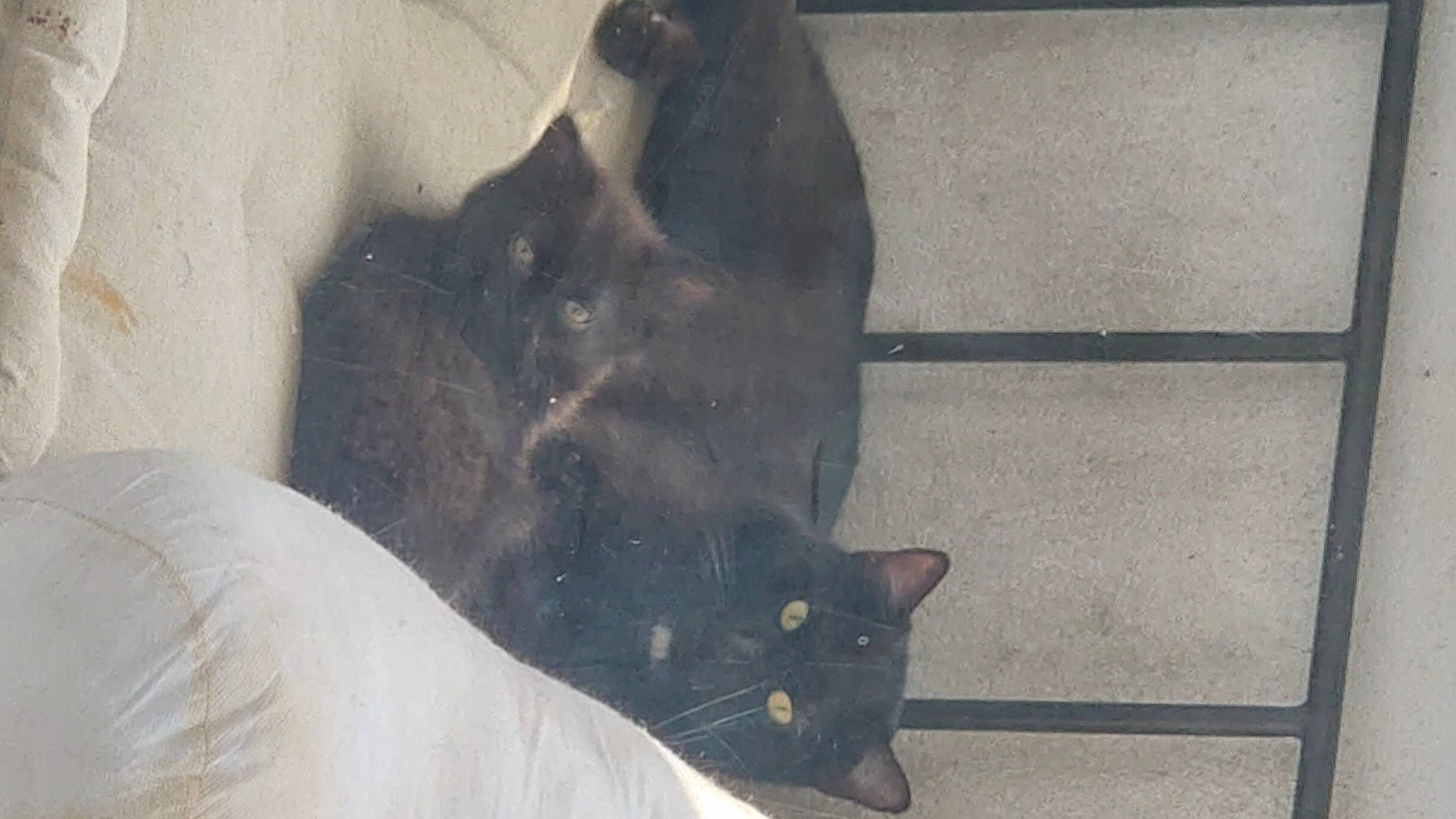 Buffy participe au concours pour gagner de l'argent avec cette photo : black_cat, carnivore, cat, chartreux, domestic_short_haired_cat, felidae, fur, grey, mammal, paw, shadow, small_to_medium_sized_cats, snout, tail, tints_and_shades, vertebrate, whiskers, window, winter