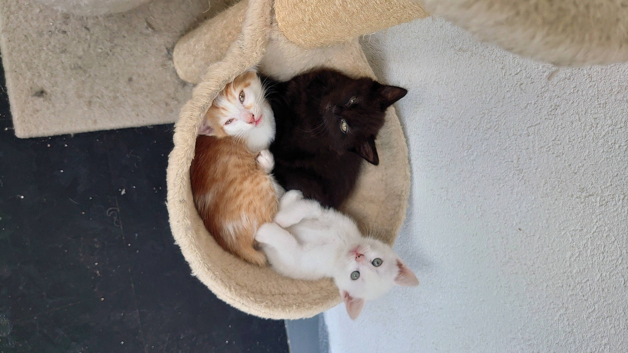 Buffy a rejoint le concours — aidez-le/la à gagner de superbes lots ! canidae, carnivore, cat, cat_bed, cat_supply, claw, comfort, companion_dog, dog_breed, domestic_short_haired_cat, fawn, felidae, fur, grey, linens, paw, pet_supply, small_to_medium_sized_cats, tail, whiskers