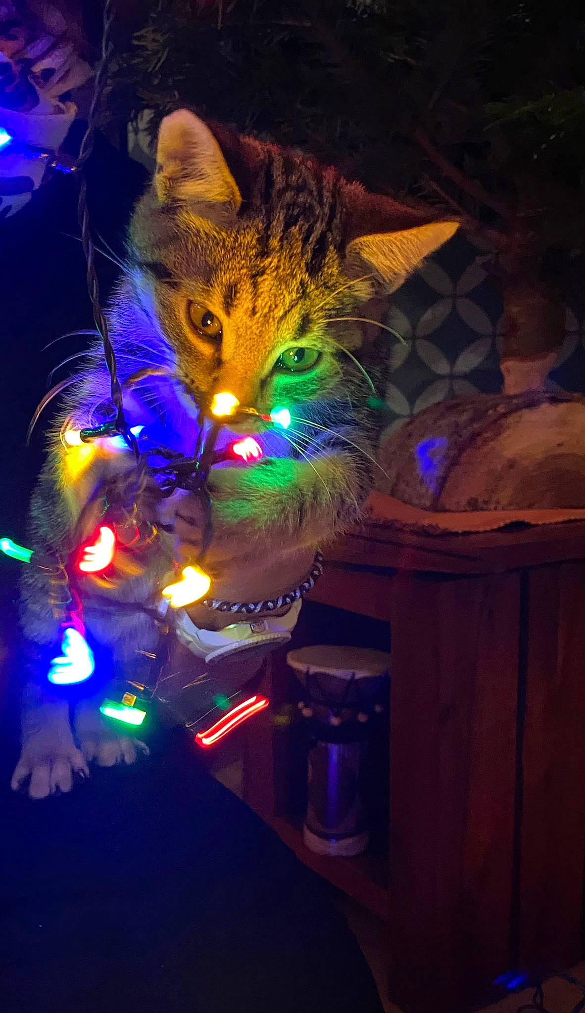 Tolkien a rejoint le concours — aidez-le/la à gagner de superbes lots ! carnivore, cat, christmas, christmas_decoration, darkness, electric_blue, entertainment, event, felidae, fun, fur, holiday, magenta, midnight, plant, purple, small_to_medium_sized_cats, space, tail, whiskers
