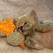 Mini Chat participe au concours pour gagner de l'argent avec cette photo : kitten, cat, sleepy, toy, stuffed_animal, orange, blanket, cozy, cute, pet, animal, fur, small, resting, indoor, closeup, paw, face, soft, relaxed