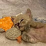 kitten, cat, sleepy, toy, stuffed_animal, orange, blanket, cozy, cute, pet, animal, fur, small, resting, indoor, closeup, paw, face, soft, relaxed