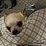 chihuahua, dog, blanket, patterned_blanket, cozy, indoor, pet, small_dog, resting, cute, fur, ears, face, couch, texture, animal, sleepy, companion, relaxing, home