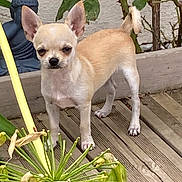 Ulan a rejoint le concours — aidez-le/la à gagner de superbes lots ! agavaceae, animal, canine, chihuahua, dog, flower, green, herbal, herbs, jar, leaf, pet, petal, plant, planter, pottedplant, pottery, puppy, summer, vase
