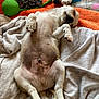 puppy, dog, sleeping, lying_down, blanket, toy, rope_toy, stuffed_animal, orange_blanket, gray_blanket, relaxed, indoor, fur, paw, cute, pet, animal, resting, cozy, nap
