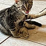 animal, cat, curious, cute, ears, feline, floor, fur, indoor, kitten, paws, pet, playful, sitting, striped, tabby, tile, tongue_out, whiskers, young