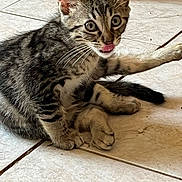 Arthur a rejoint le concours — aidez-le/la à gagner de superbes lots ! cat, kitten, tabby, tongue_out, floor, tile, curious, pet, animal, indoor, whiskers, ears, paws, sitting, young, feline, cute, playful, fur, striped
